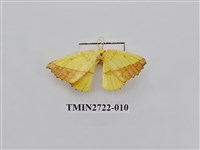 藏品(尺蛾276)的圖片